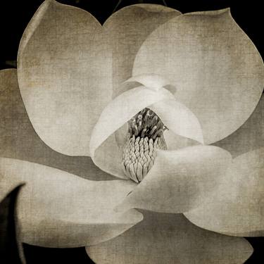 Print of Fine Art Botanic Photography by Sandy Burr