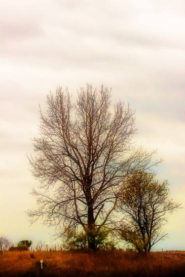 Original Abstract Expressionism Tree Photography by Meschak Lewis