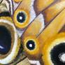 Original butterfly painting