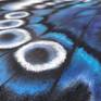 Blue butterfly painting