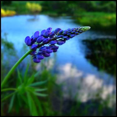 Blue Lupin at Sunset - Limited Edition 1 of 1 thumb