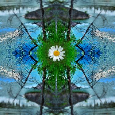Single Daisy  in the water lily pond. - Limited Edition 1 of 3 thumb