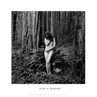 "Redwood" - RESURGENCE series Silver Gelatin Print thumb