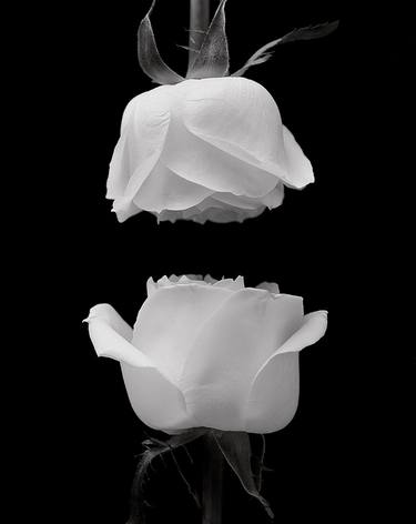 "Roses" Silver Gelatin Print thumb