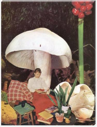 Mushroom canvas thumb