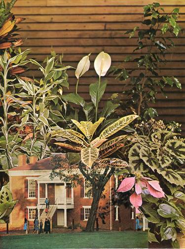 Original Surrealism Botanic Collage by Maya Land