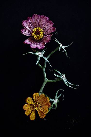 Zinnias Reaching Two - Limited Edition of 21 thumb