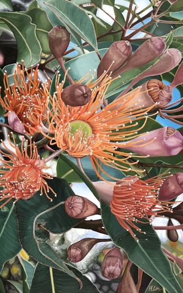 A Lifetime Sunshine -Flowering Gum - Corymbia Ficifolia thumb