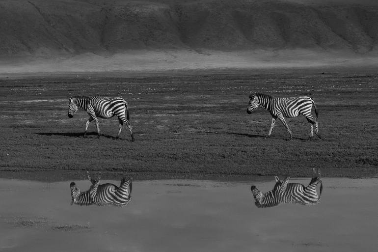 Original Other Animal Photography by Daniel Everitt-Lock
