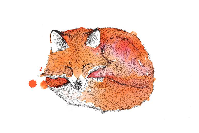 Sleeping Fox Drawing by Agnes Meintjes Saatchi Art
