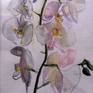 Collection Orchids