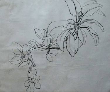 Print of Botanic Drawings by Amit Das