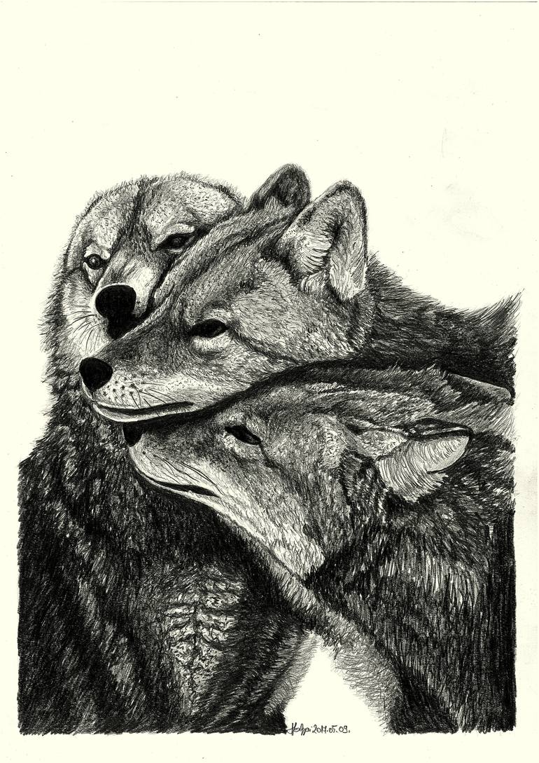 wolves in love drawing