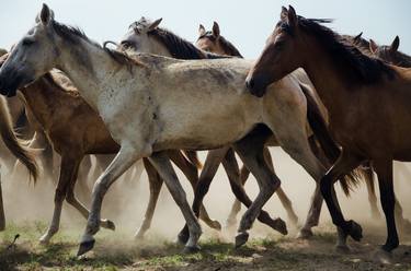 Print of Documentary Animal Photography by Omar Diaz