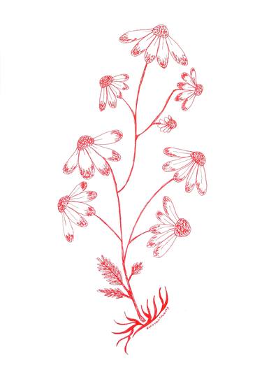 Print of Botanic Drawings by Dorota Anna Undrych