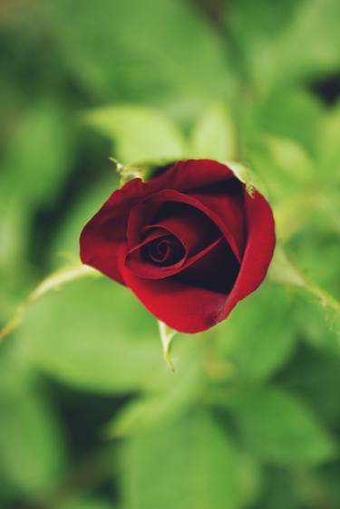 Red Rose thumb