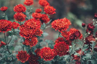 Print of Abstract Floral Photography by Dmitry O