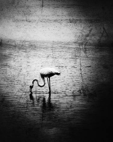 Original Abstract Animal Photography by Dmitry O