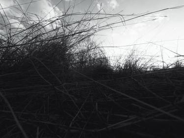 Original Abstract Nature Photography by Dmitry O
