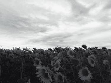 Sunflowers thumb