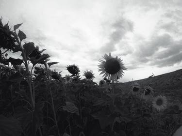 Sunflowers #1 thumb