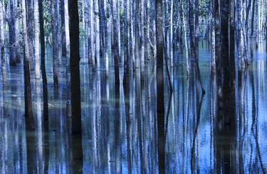 Print of Conceptual Nature Photography by Punkaj Gupta