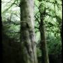 Collection Ireland's Haunted Woods