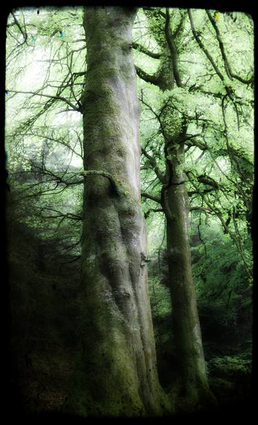 Original Folk Tree Photography by Frank Turner