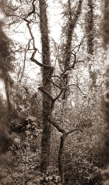 Original Folk Tree Photography by Frank Turner