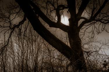 Original Expressionism Tree Photography by Lynn Fotheringham