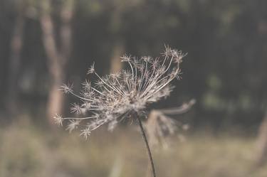 Print of Abstract Botanic Photography by Rita Kapitulski