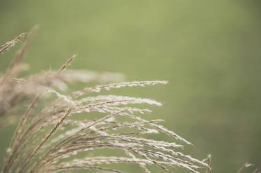 Dry grass in the park on Blured Green background. - Limited Edition of 25 thumb