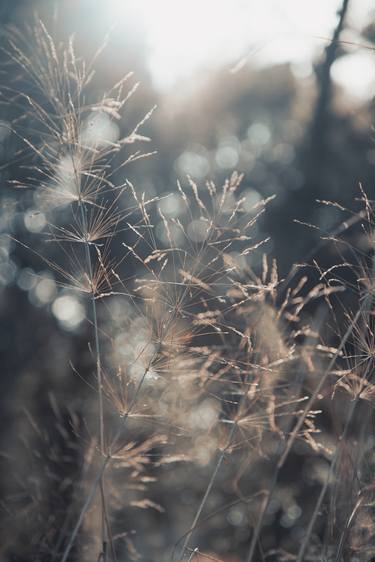 Dry Grass On The Sunset Light  - Limited Edition of 10 thumb