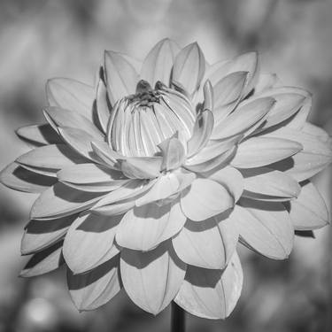 Dahlia Flower,closeup In Black And White - Limited Edition of 25 thumb