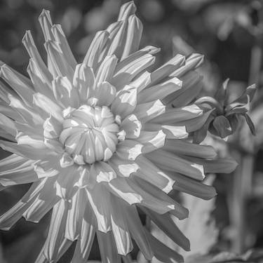 Single Chrysanthemum Flower.black And White - Limited Edition of 25 thumb