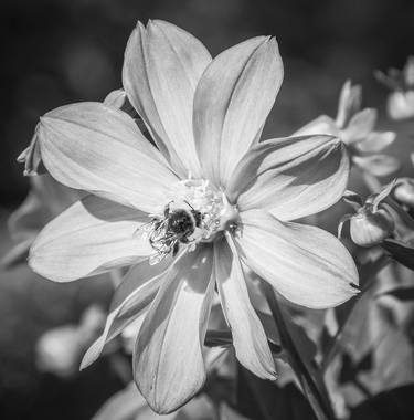 Bee On Cosmos Flower In Black And White - Limited Edition of 25 thumb