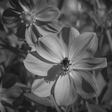 Flower Cosmos Bipinnatus With bee. Black and White - Limited Edition of 25 thumb