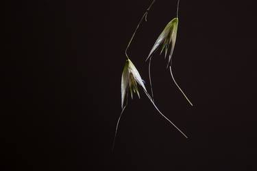 Abstract grass on dark background Still Life 8157 - Limited Edition of 10 thumb