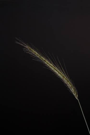 Grass on dark background-Still Life  - Limited Edition of 10 thumb