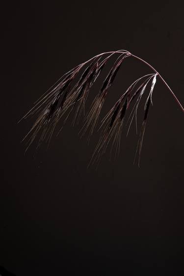 Abstract grass on dark background Still Life  - Limited Edition of 10 thumb