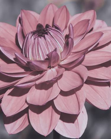 Print of Floral Photography by Rita Kapitulski