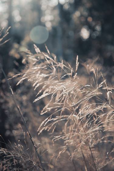 Dry Grass On The Sunset Light - Limited Edition of 10 thumb