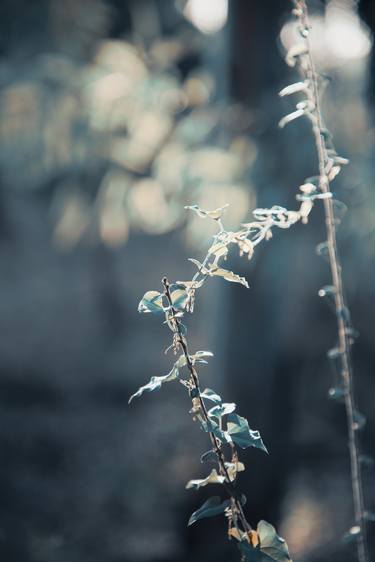 Spring in Eucalyptus Grove - Limited Edition of 10 thumb