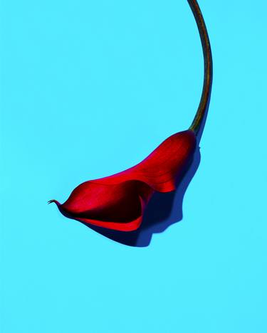 Original Fine Art Floral Photography by Gregory Reid