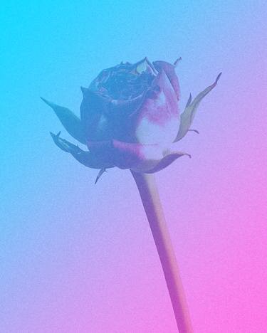 Original Minimalism Floral Photography by Gregory Reid