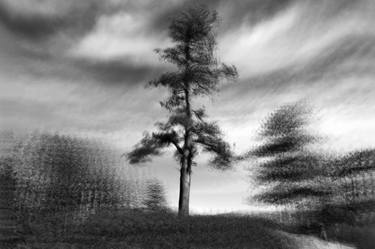 Print of Fine Art Tree Photography by Claudio Dell'Osa