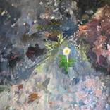 Pushy Little Daisy, Mt Tongariro by Alexandra Plim