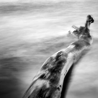 Tree Trunks San Bernardo del Viento (Series) thumb