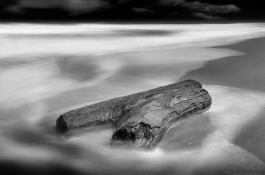 Tree Trunks San Bernardo del Viento (Series) thumb