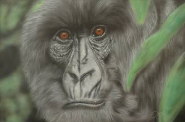 Original Documentary Animal Paintings by Sharen-Lee McLachlan